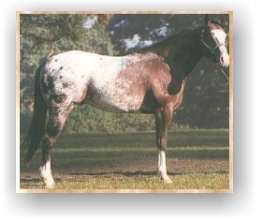 Cavalo Appaloosa