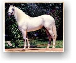 Cavalo Andaluz